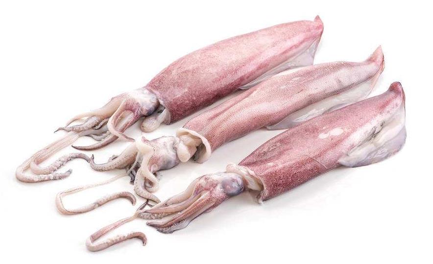 Squid